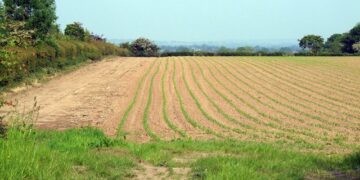 Brasil deve fechar 2025 com safra recorde de 346,1 milhões de toneladas, estima IBGE