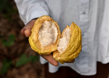 Brasil suspende importação de cacau da Costa do Marfim por risco fitossanitário