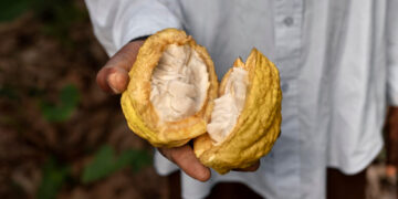 Brasil suspende importação de cacau da Costa do Marfim por risco fitossanitário