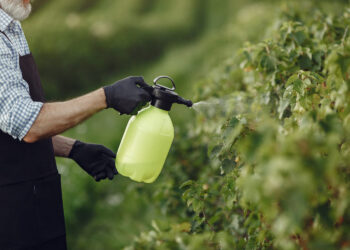 Biofertilizantes avançam no campo e se tornam alternativa estratégica para o agronegócio brasileiro