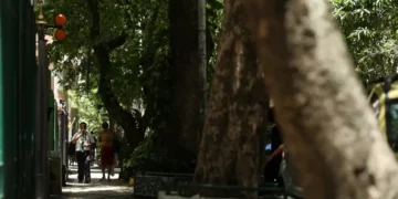 Rio lança painel digital para monitorar plantio de árvores e ampliar transparência ambiental