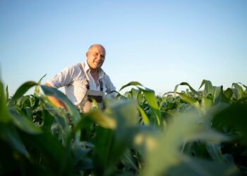 Agropecuária cresce 11,7% e responde por quase um terço da expansão do PIB em 2025