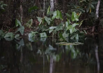 Indústria de bioinsumos aponta cinco pilares regulatórios para manter liderança do Brasil no setor