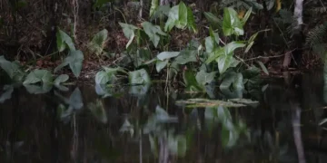 Indústria de bioinsumos aponta cinco pilares regulatórios para manter liderança do Brasil no setor 15 Indústria de bioinsumos aponta cinco pilares regulatórios para manter liderança do Brasil no setor