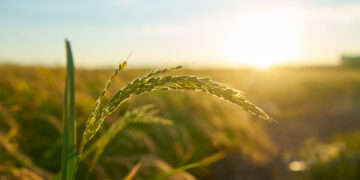 Cinco Lições De Um Pedido Recente De Recuperação No Agro