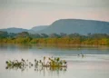 Conheça novas áreas de proteção ambiental no Cerrado e no Pantanal