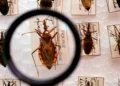Governo destina R$ 12 milhões para reforçar combate à doença de Chagas no Brasil