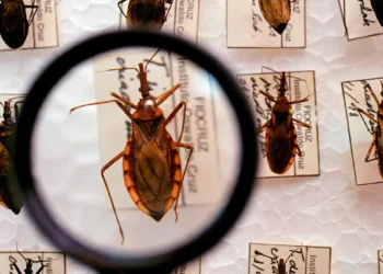 Governo destina R$ 12 milhões para reforçar combate à doença de Chagas no Brasil