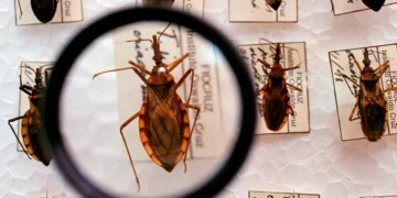 Governo destina R$ 12 milhões para reforçar combate à doença de Chagas no Brasil