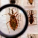 Governo destina R$ 12 milhões para reforçar combate à doença de Chagas no Brasil