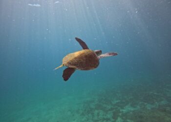 Projeto monitora biodiversidade marinha e realiza “censo” subaquático em Arraial do Cabo