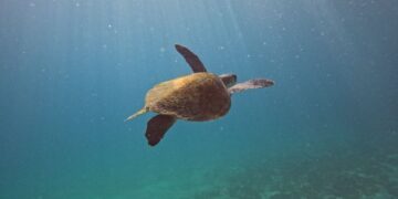 Projeto monitora biodiversidade marinha e realiza “censo” subaquático em Arraial do Cabo
