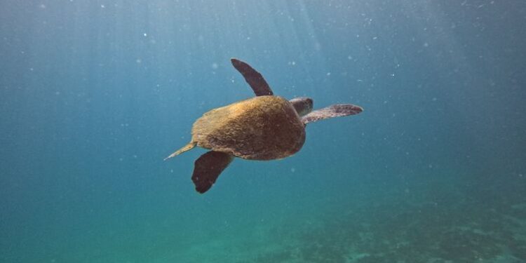 fotos - Fernando Frazão