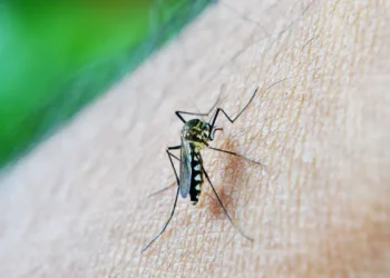 Dengue aumenta em até 30 vezes risco de síndrome neurológica grave, aponta estudo