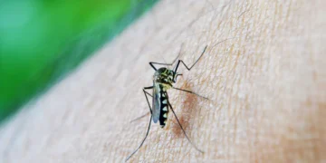 Dengue aumenta em até 30 vezes risco de síndrome neurológica grave, aponta estudo
