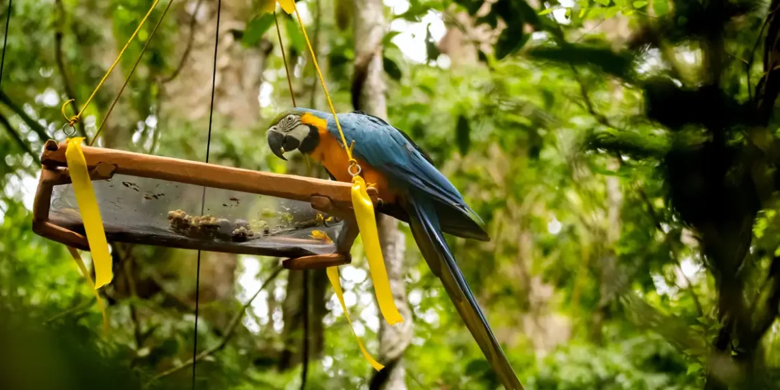 Parque Nacional da Tijuca bate recorde de visitantes e segue como o mais frequentado do Brasil