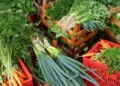 Inca lança campanha para ampliar apoio alimentar a pacientes em situação de vulnerabilidade