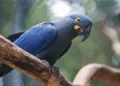 Lista de espécies ameaçadas de extinção é atualizada com 180 inclusões e 150 exclusões no Brasil 23 Lista de espécies ameaçadas de extinção é atualizada com 180 inclusões e 150 exclusões no Brasil