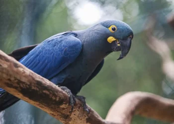 Lista de espécies ameaçadas de extinção é atualizada com 180 inclusões e 150 exclusões no Brasil 17 Lista de espécies ameaçadas de extinção é atualizada com 180 inclusões e 150 exclusões no Brasil