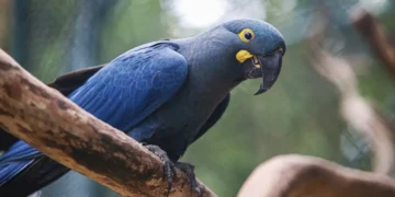 Lista de espécies ameaçadas de extinção é atualizada com 180 inclusões e 150 exclusões no Brasil 1 Lista de espécies ameaçadas de extinção é atualizada com 180 inclusões e 150 exclusões no Brasil