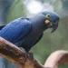 Lista de espécies ameaçadas de extinção é atualizada com 180 inclusões e 150 exclusões no Brasil 4 Lista de espécies ameaçadas de extinção é atualizada com 180 inclusões e 150 exclusões no Brasil