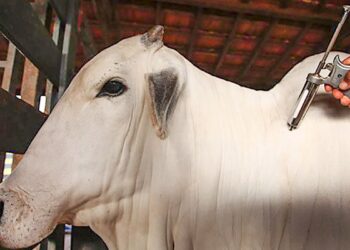 China reconhece Brasil como livre da febre aftosa e amplia oportunidades para exportação de carne bovina e suína 17 China reconhece Brasil como livre da febre aftosa e amplia oportunidades para exportação de carne bovina e suína