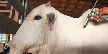 China reconhece Brasil como livre da febre aftosa e amplia oportunidades para exportação de carne bovina e suína 15 China reconhece Brasil como livre da febre aftosa e amplia oportunidades para exportação de carne bovina e suína