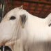 China reconhece Brasil como livre da febre aftosa e amplia oportunidades para exportação de carne bovina e suína 4 China reconhece Brasil como livre da febre aftosa e amplia oportunidades para exportação de carne bovina e suína