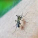 São Paulo registra quinta morte por febre amarela em 2026 e reforça vacinação 2 São Paulo registra quinta morte por febre amarela em 2026 e reforça vacinação