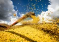 Safra brasileira de grãos pode atingir recorde de 358,6 milhões de toneladas em 2026