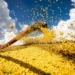 Safra brasileira de grãos pode atingir recorde de 358,6 milhões de toneladas em 2026