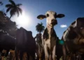 União Europeia confirma veto a carnes, peixes e mel do Brasil por exigências sanitárias 23 União Europeia confirma veto a carnes, peixes e mel do Brasil por exigências sanitárias