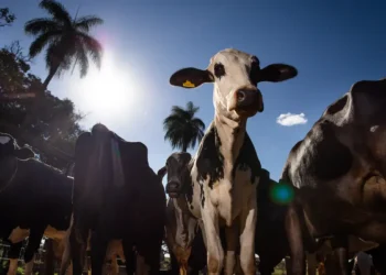 União Europeia confirma veto a carnes, peixes e mel do Brasil por exigências sanitárias 18 União Europeia confirma veto a carnes, peixes e mel do Brasil por exigências sanitárias
