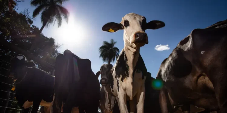 União Europeia confirma veto a carnes, peixes e mel do Brasil por exigências sanitárias 14 Foto:CNA/Wenderson Araujo/Trilux