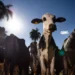 União Europeia confirma veto a carnes, peixes e mel do Brasil por exigências sanitárias 4 União Europeia confirma veto a carnes, peixes e mel do Brasil por exigências sanitárias