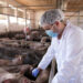 ApexBrasil destaca expansão das exportações de proteínas animais durante feira internacional em São Paulo